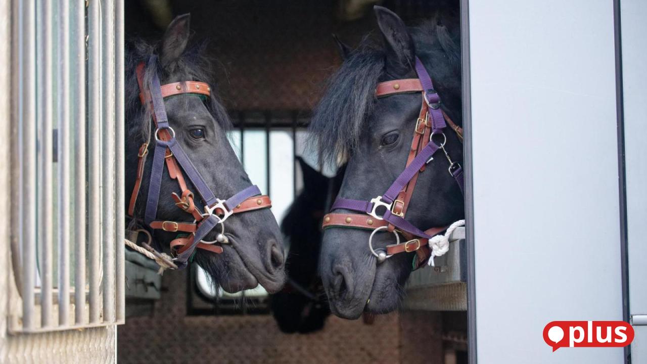 Pferde-krank-und-unterern-hrt-Geschwister-wegen-Tierqu-lerei-vor-Schwandorfer-Jugendgericht