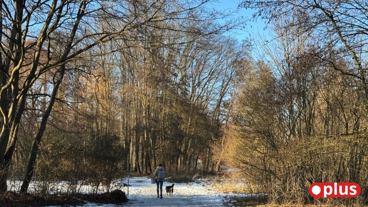 Laser-und-KI-durchleuchten-B-ume-und-machen-Amberg-klimafit