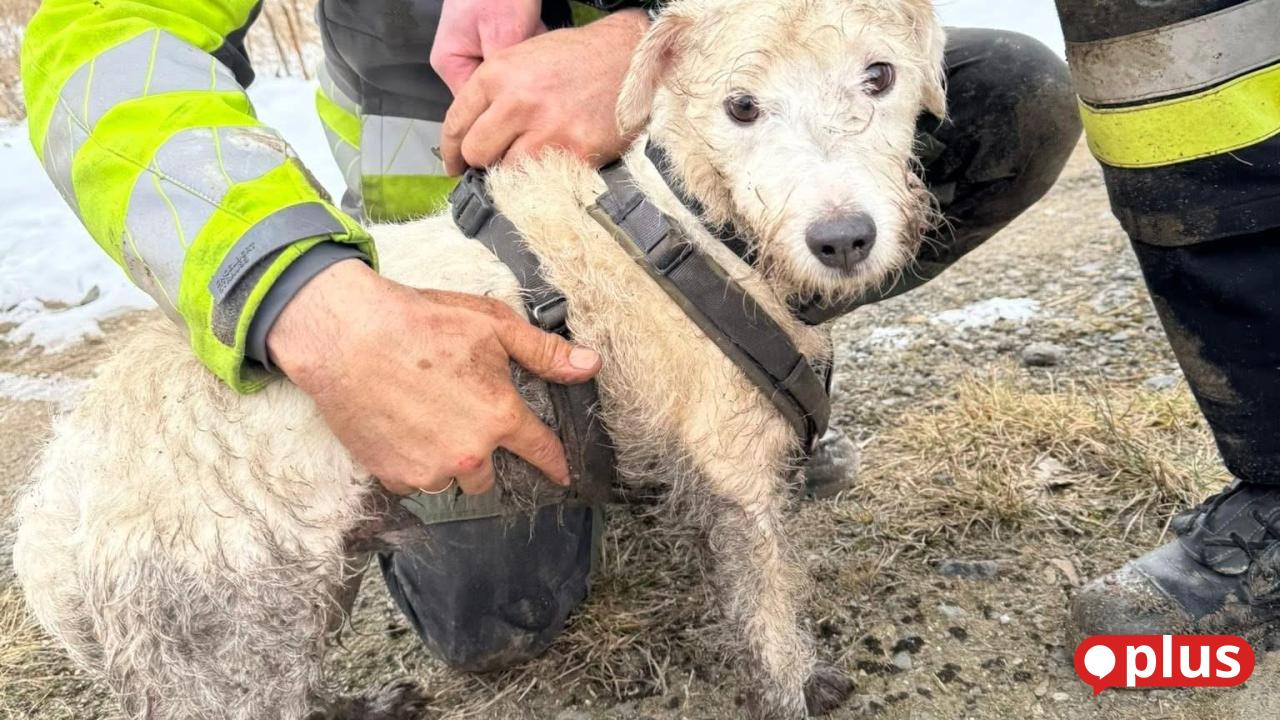 Aufwendige-Rettungsaktion-Terrier-Emil-steckt-stundenlang-bei-eisiger-K-lte-in-Betonrohr-fest