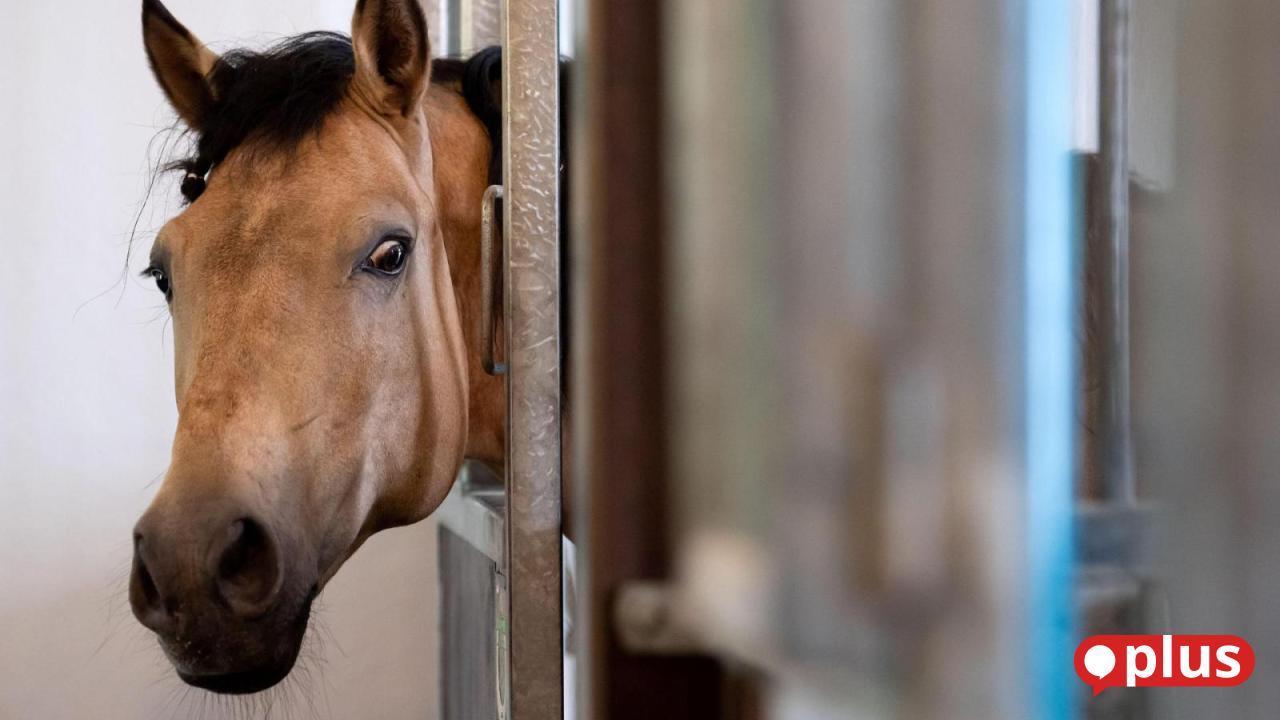 Qu-lerische-Pferdehaltung-Veterin-rin-schildert-vor-Schwandorfer-Gericht-ersch-tternde-Details