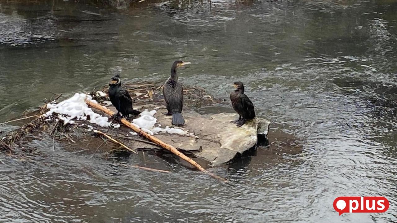 Tausende-von-Kormoranen-fl-chten-vor-Schnee-und-K-lte-an-die-eisfreie-Vils