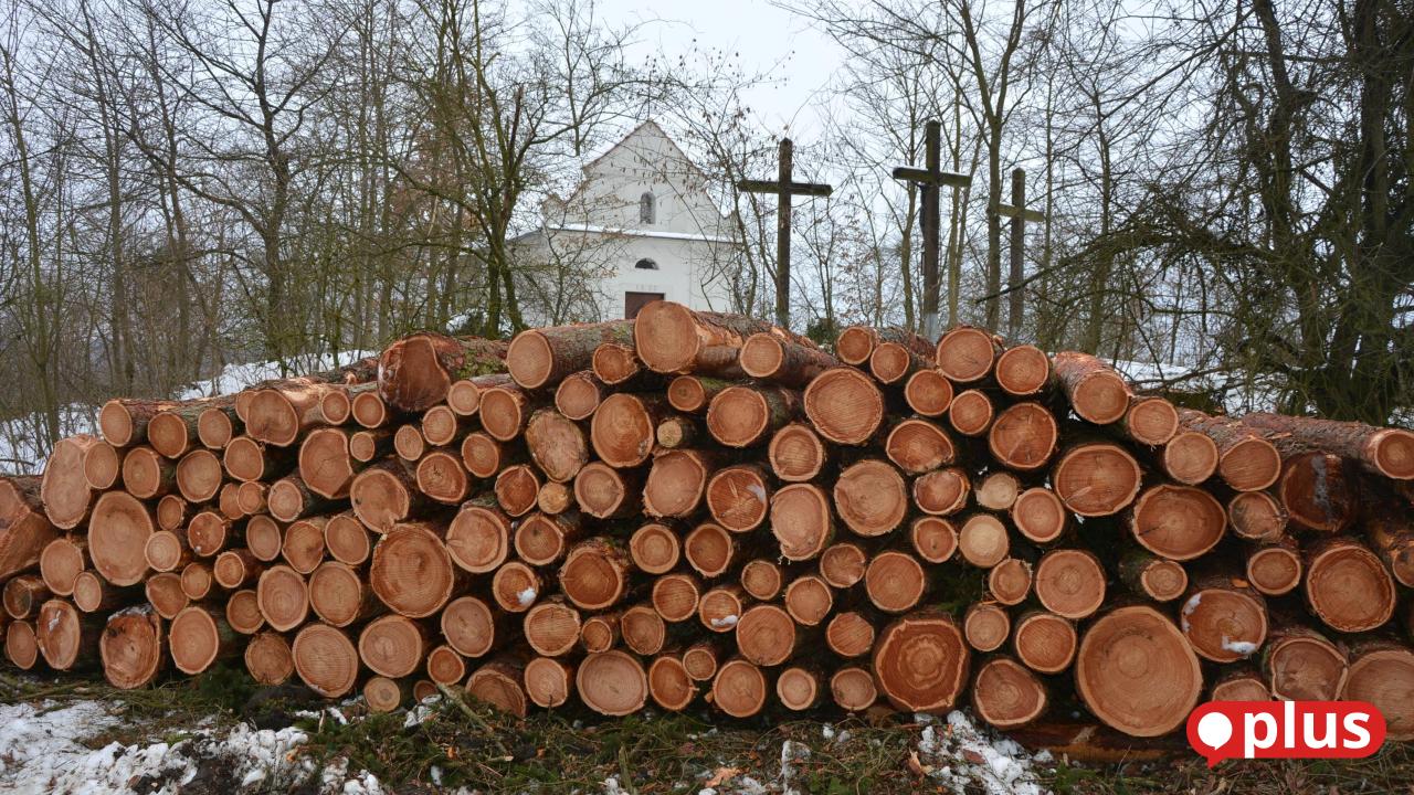 Jahrhundertealte-B-ume-in-Konnersreuth-gef-llt-Schutzma-nahme-oder-Kahlschlag-