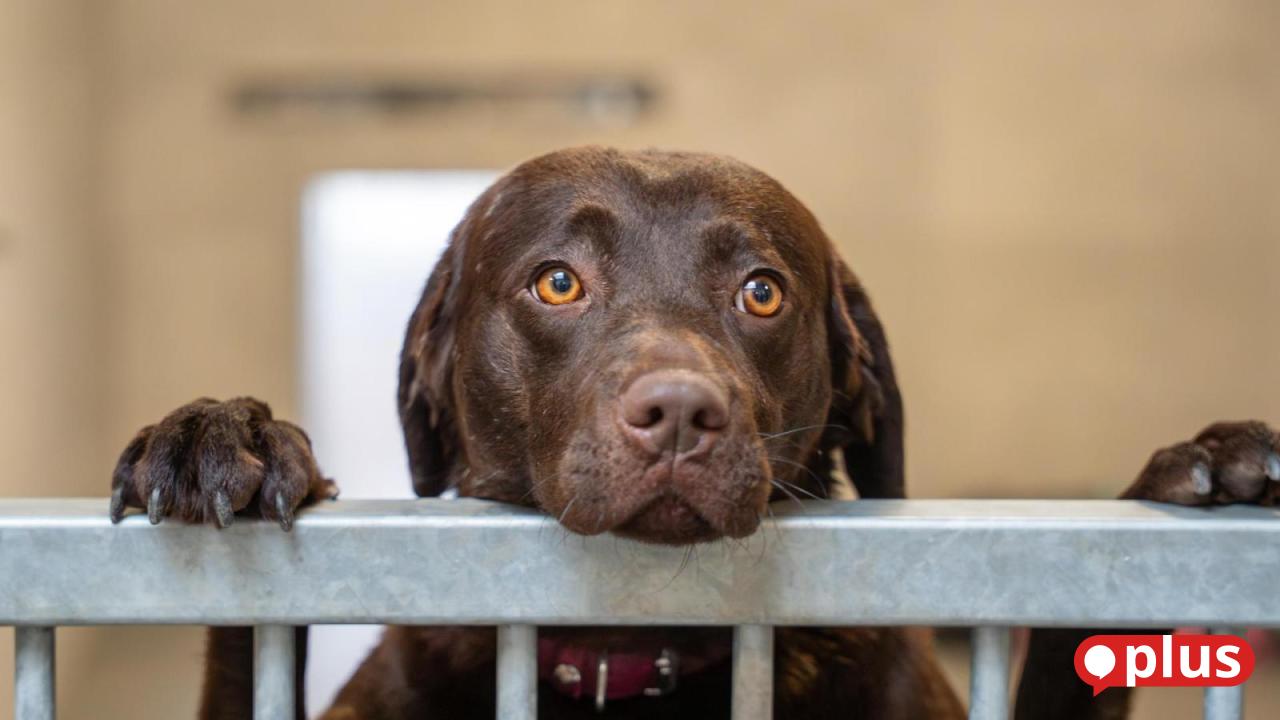 Weiden animal shelter still looking for a home for three neglected ...