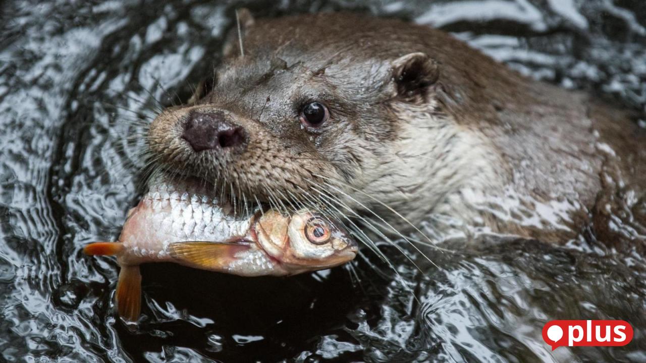 Upper Palatinate Pond Cooperative demands regulation of the otter ...