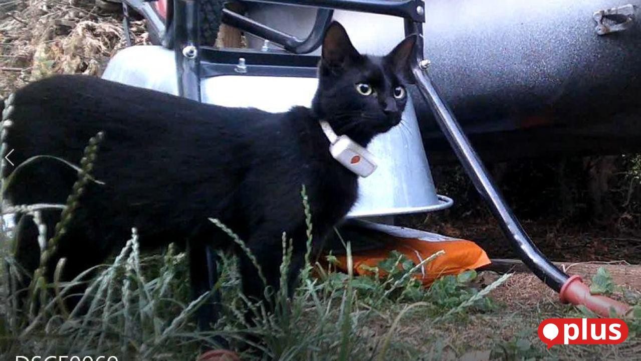 Suche nach vermisstem Kater aus Unterfranken: Führt eine Spur in die ...