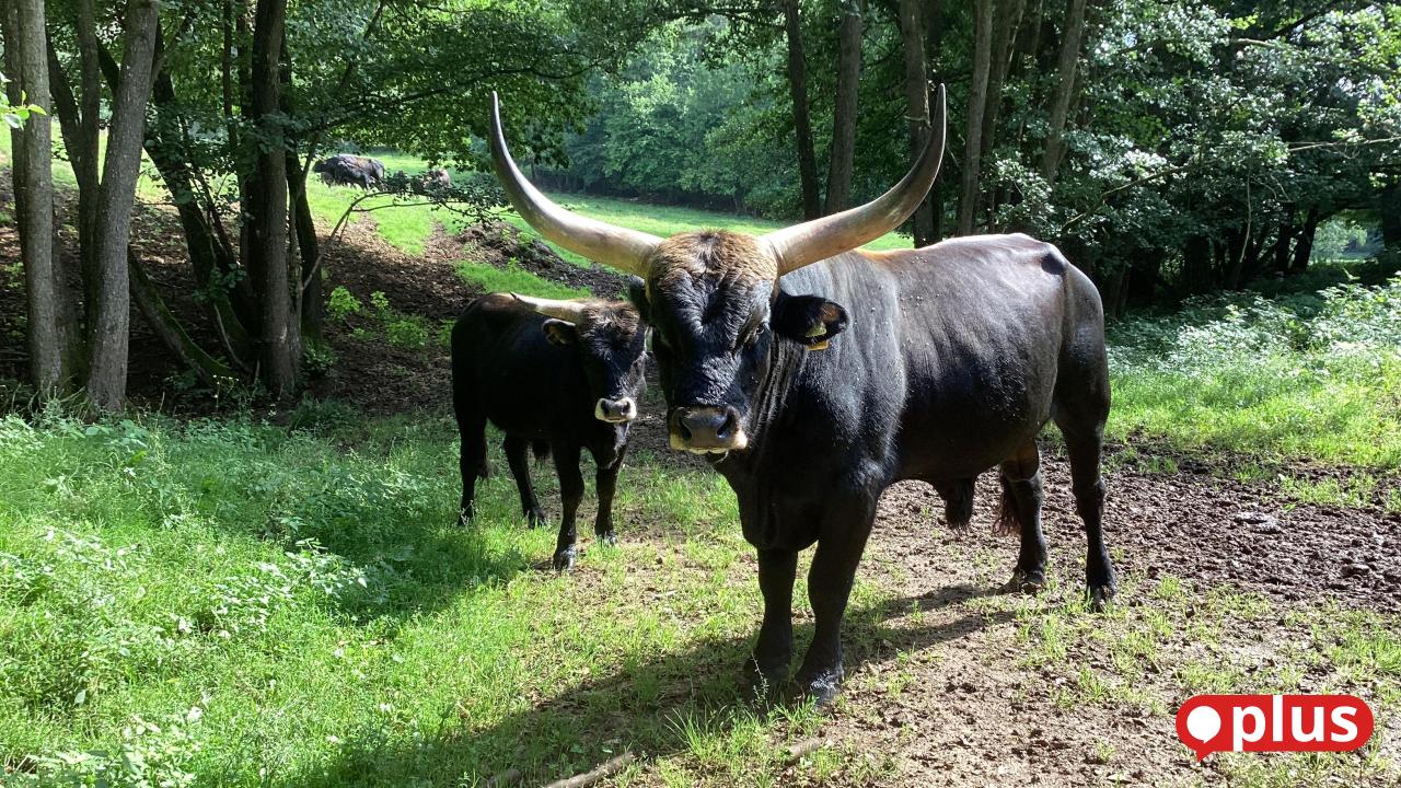 Tips for family outings in Amberg-Sulzbach: Discover animals and unspoiled ...