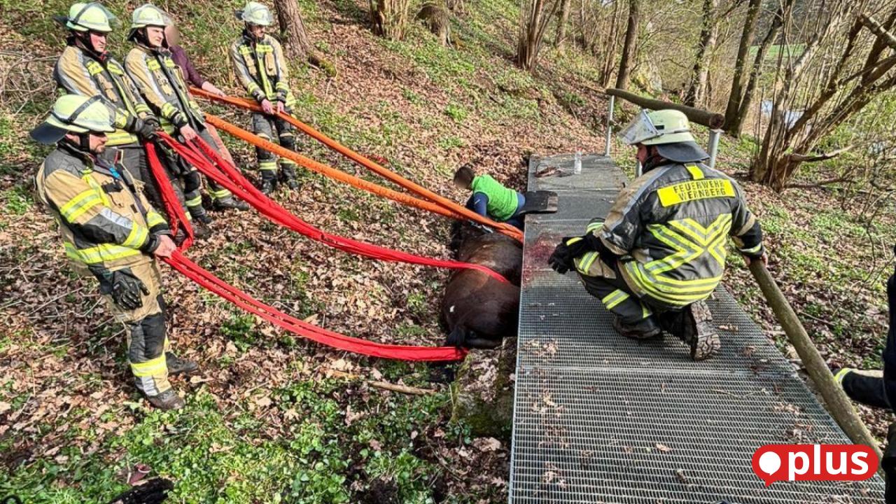 Horse trapped under bridge: Unusual fire department operation near ...