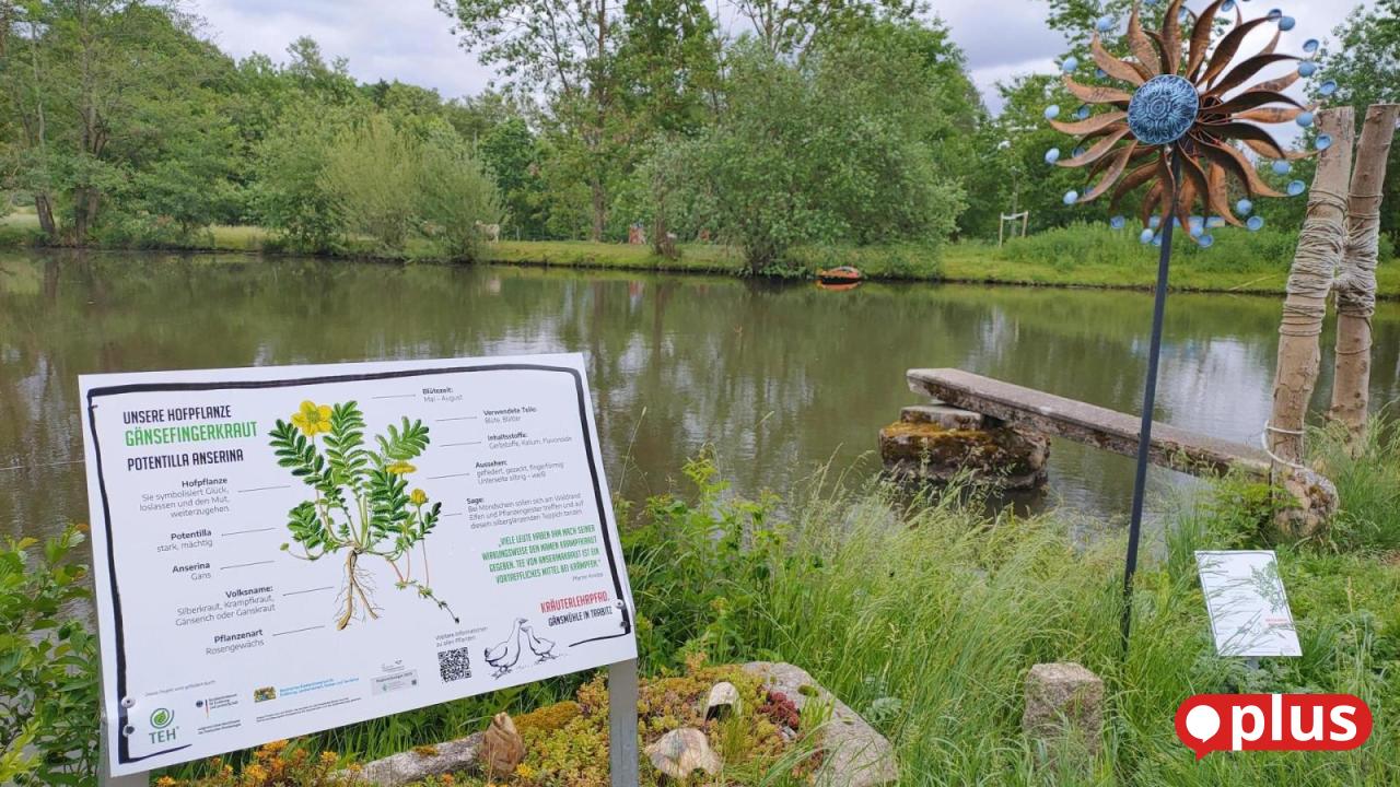 Herbal nature trail in Trabitz highlights local medicinal plants