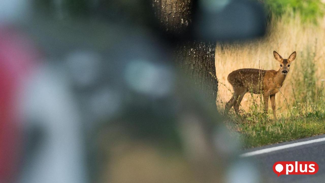 Wildlife crossings with consequences: Why there are so many wildlife ...