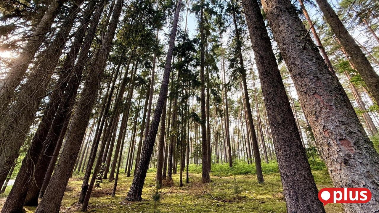 Wood as a health hazard? A resident of Kohlberg fights for the good ...