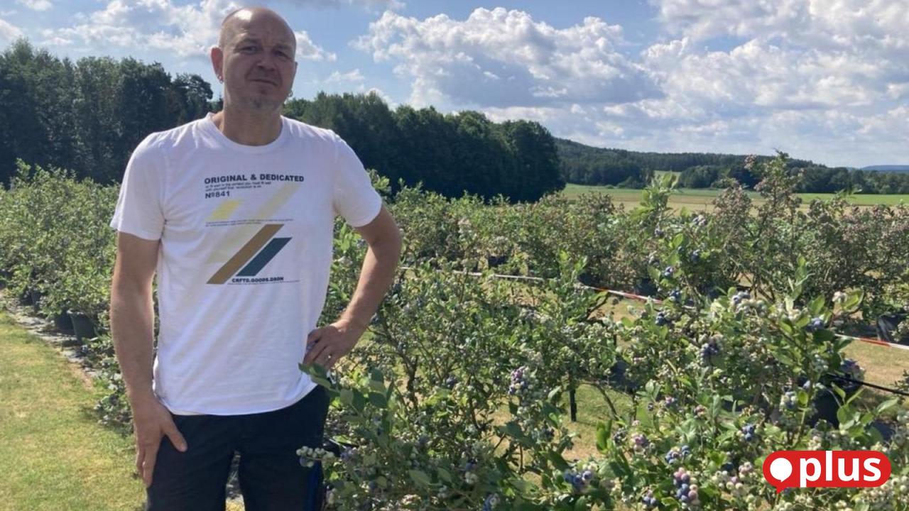 Pick-your-own blueberries near Hahnbach