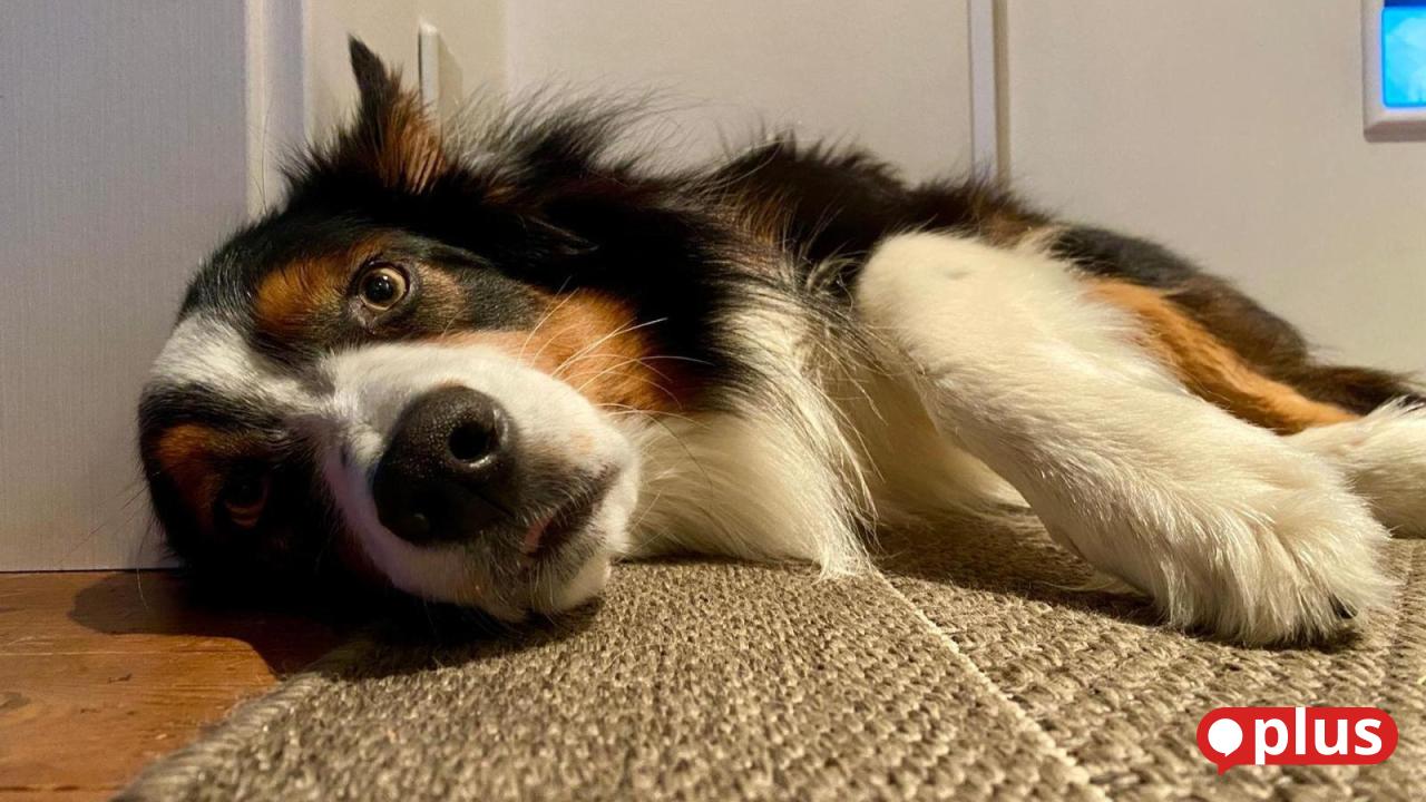 Hund und Hitze: Wie Haustiere gut durch einen heißen Sommer kommen