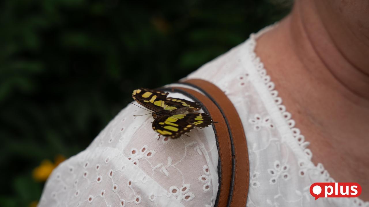 New Butterfly House in Neustadt: What There Is to See