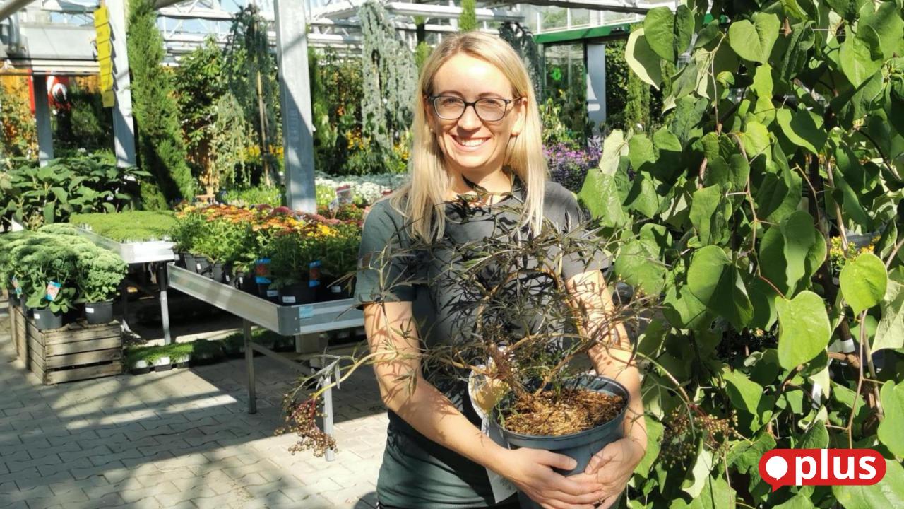 Criticism of paulownia trees: Nursery in Oberviechtach launches social ...