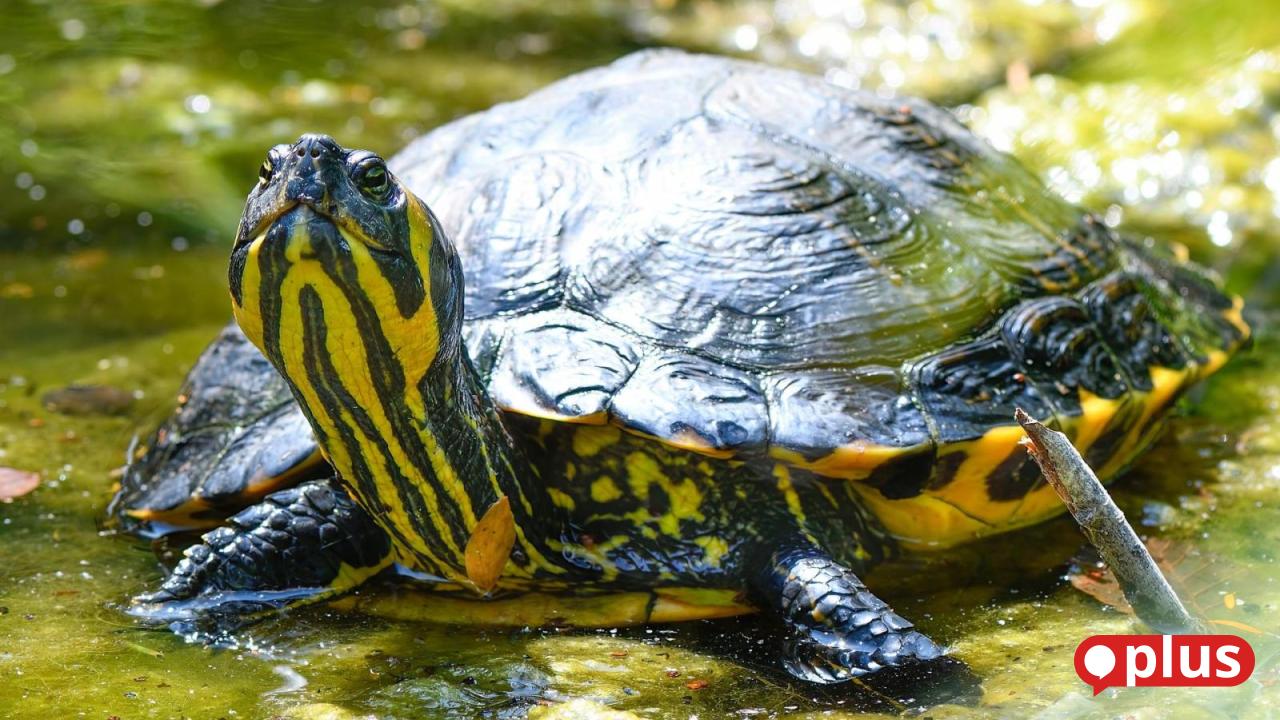 Warum die Fund-Schildkröte aus Hirschau wohl keiner zurückhaben will