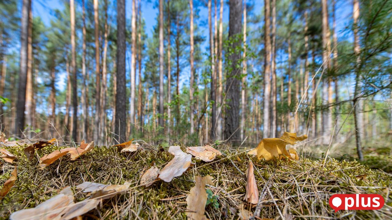 Manteler Forst: Klimawandel belastet Tiere und Pflanzen und begünstigt Waldbrände