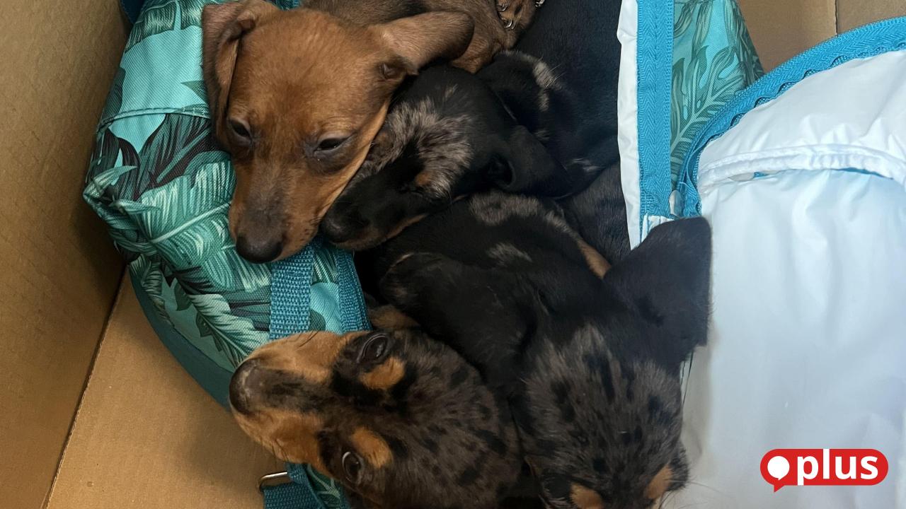Dachshund puppies in quarantine at the Schwandorf animal shelter