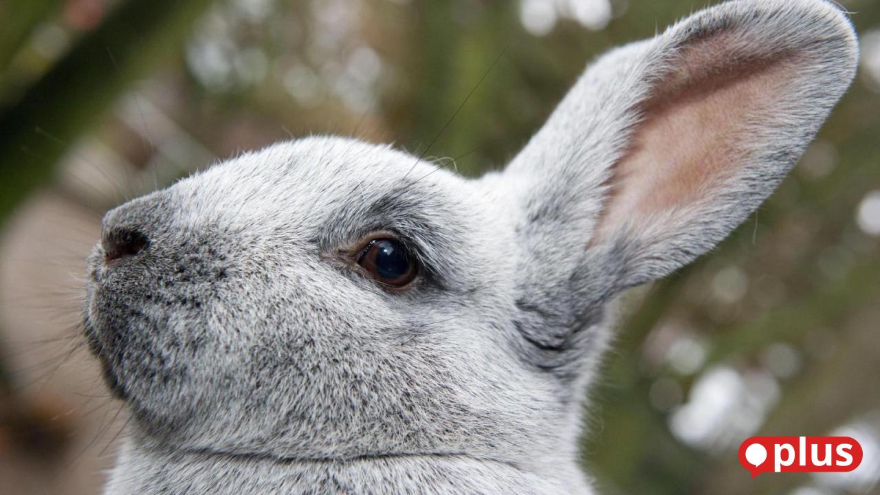 Myxomatosis virus in the Upper Palatinate: How great is the danger in the ...