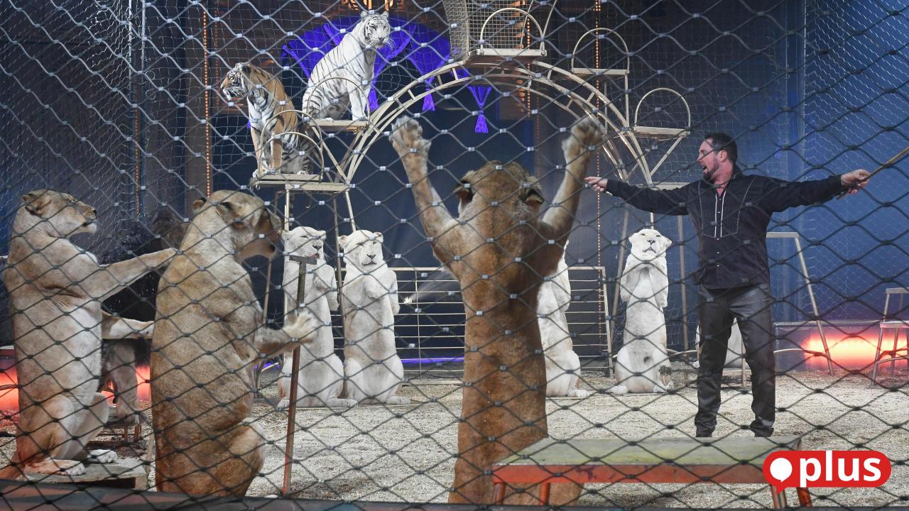 Circus Krone performs in Weiden: Colorful shows and animal debate