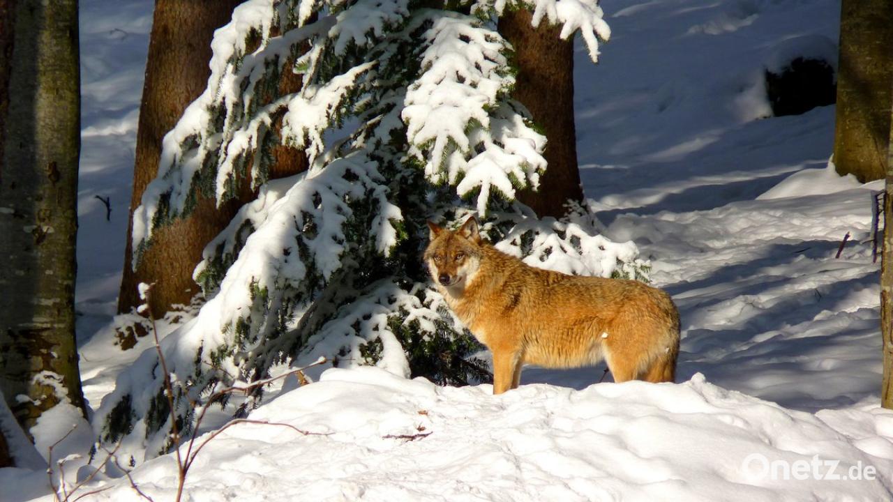 52 Hinweise auf Vorkommen im Truppenübungsplatz Grafenwöhr: Wolf auf ...