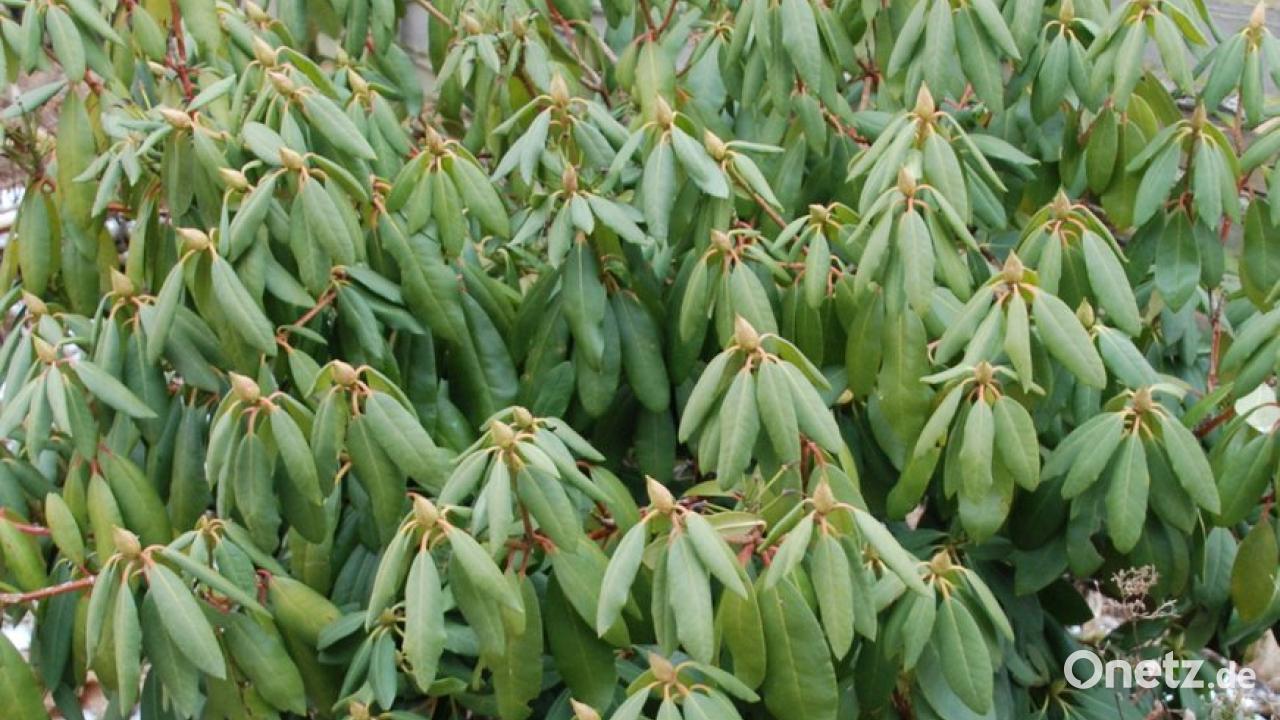 Rhododendren rollen Blätter ein "Frostschutz" im Garten