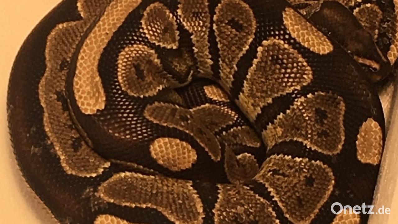 Python-Schlange auf der Straße | Onetz
