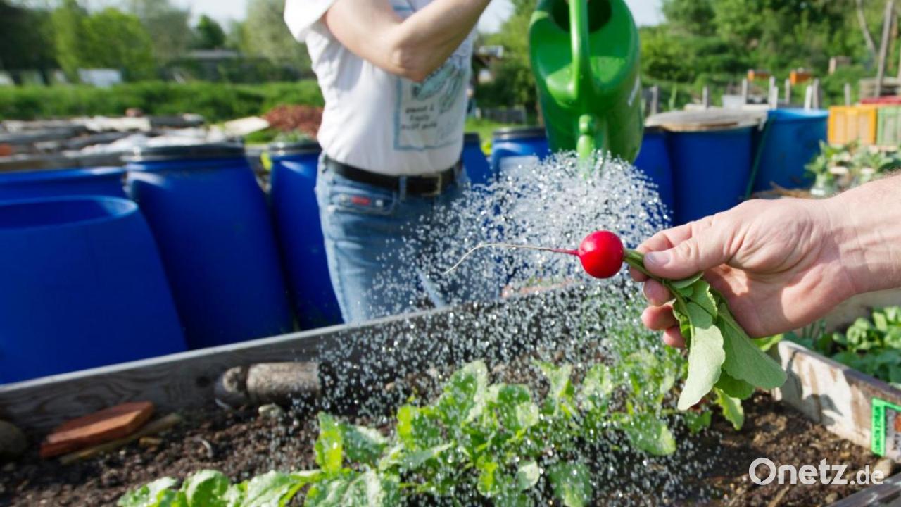 Garten ohne Gift Tipps vom ProfiGärtner
