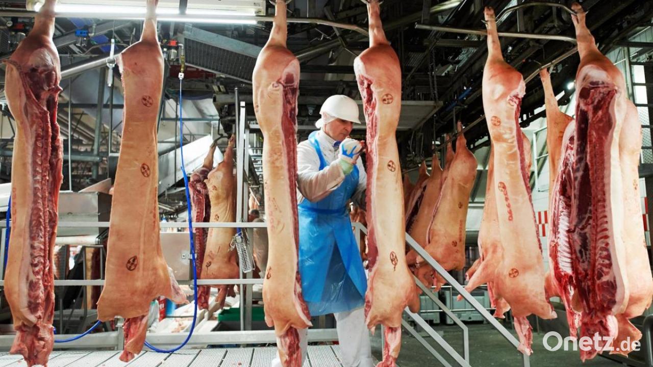 Tönnies schlachtet zum Auftakt etwa 8000 Schweine | Onetz