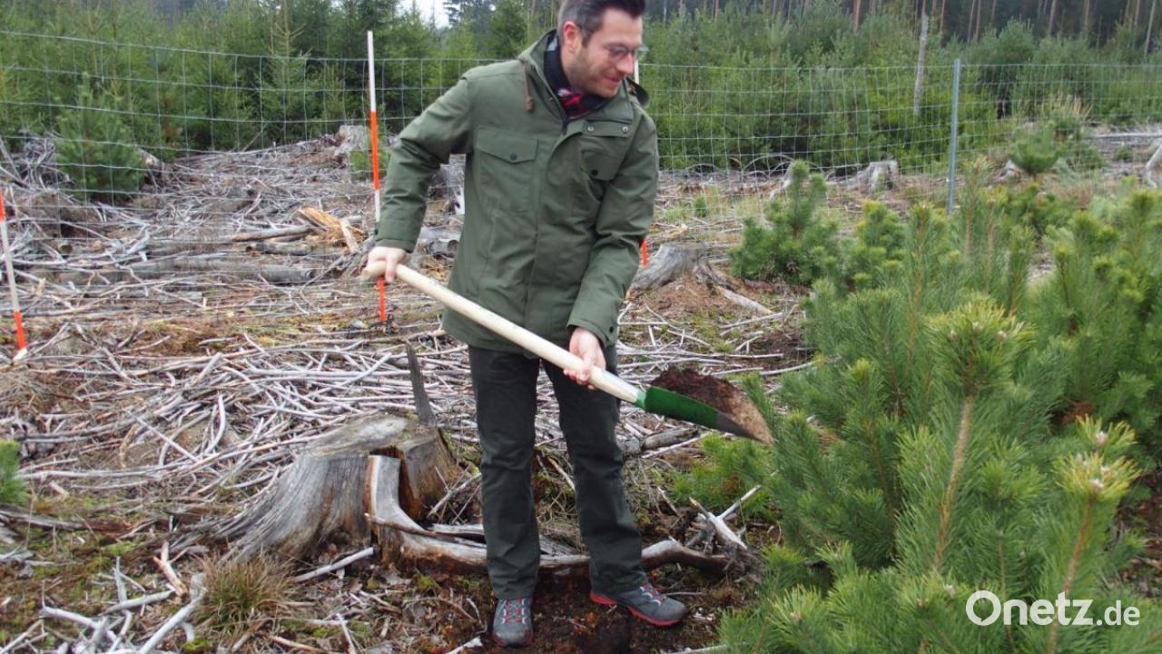 Fremdländische Bäume in Oberpfälzer Boden Praxisversuch im Manteler