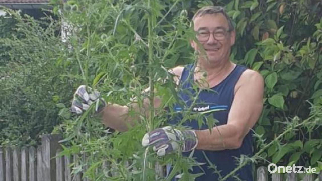 Riesendistel im Garten