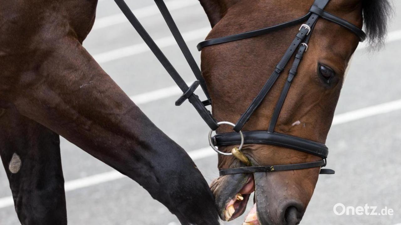 Pferd läuft auf die Fahrbahn