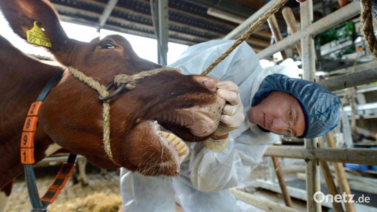 Foot and mouth disease | and foot-and-mouth disease in Germany - | what ...