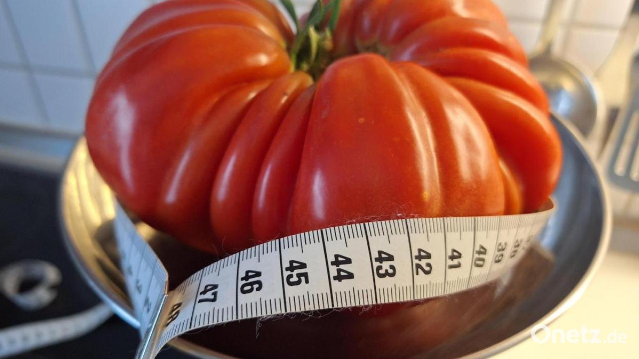 Monster tomato from Pfreimd weighs a whole kilogramme