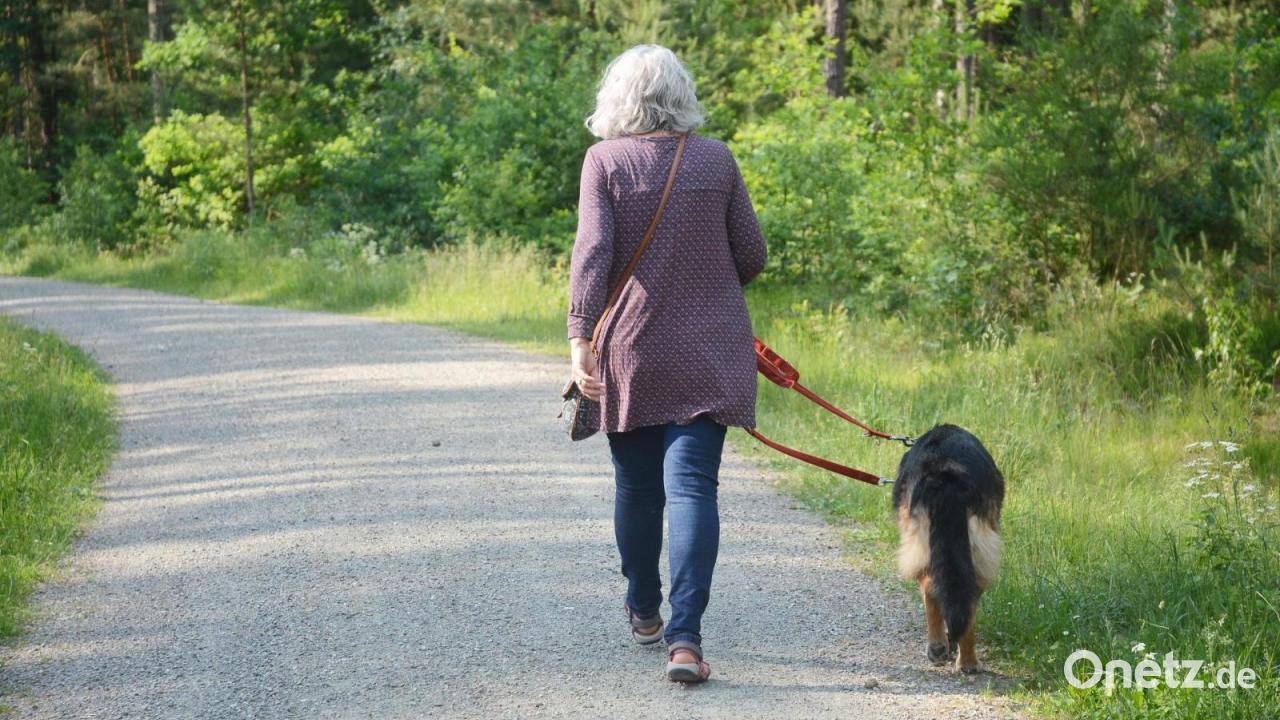Fremder Hund Auf Grundstck