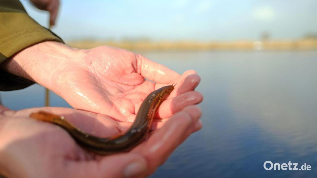Ein-Fisch-namens-Furzgrundel-soll-wieder-heimisch-werden