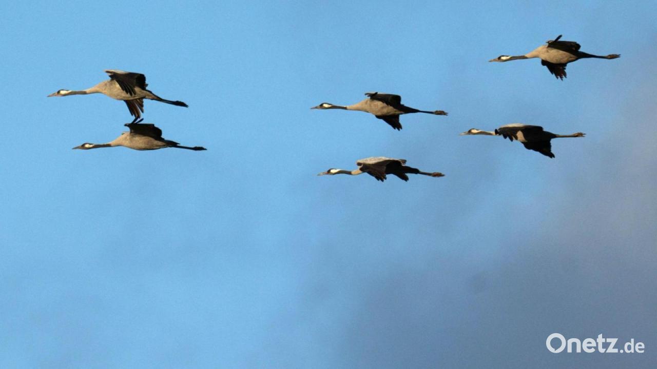Vogelgrippe-in-Bayern-tote-Kraniche-in-Unterfranken