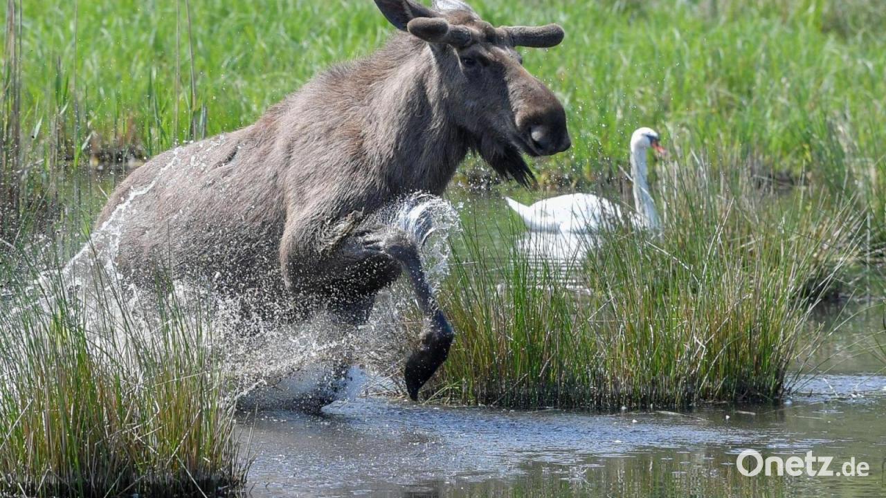 Is the moose coming back to Germany?