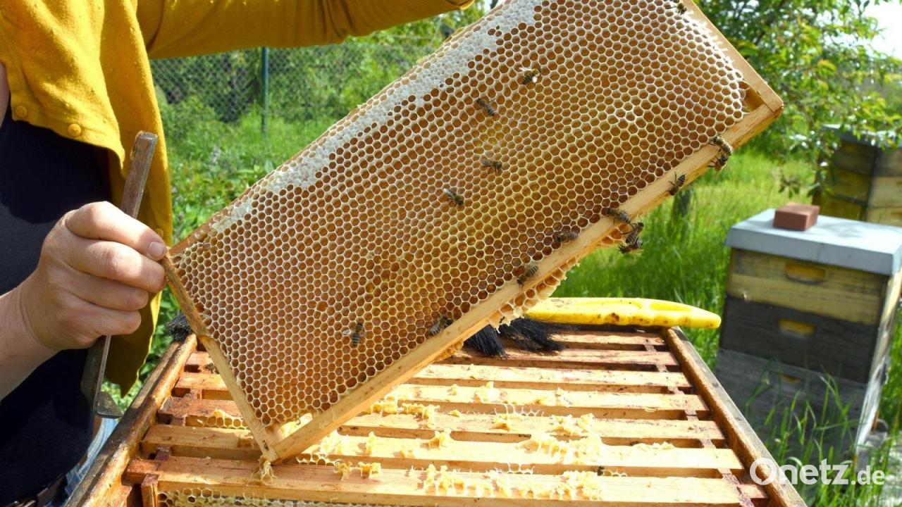 Bayerische-Imker-ernten-deutlich-weniger