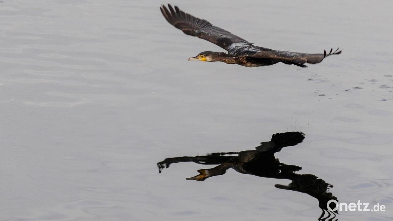 Hunderttausende-Euro-f-r-Projekte-gegen-den-Kormoran