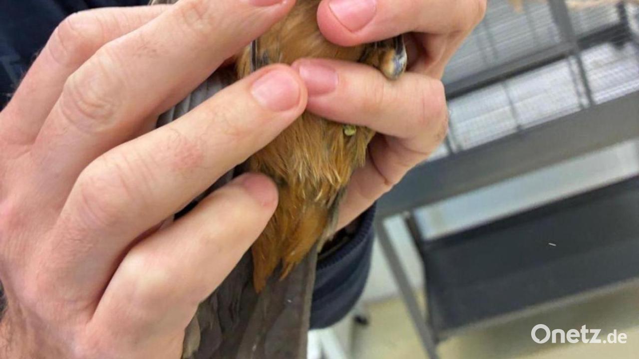 Zoll-entdeckt-geschmuggelte-Singv-gel-im-Handgep-ck