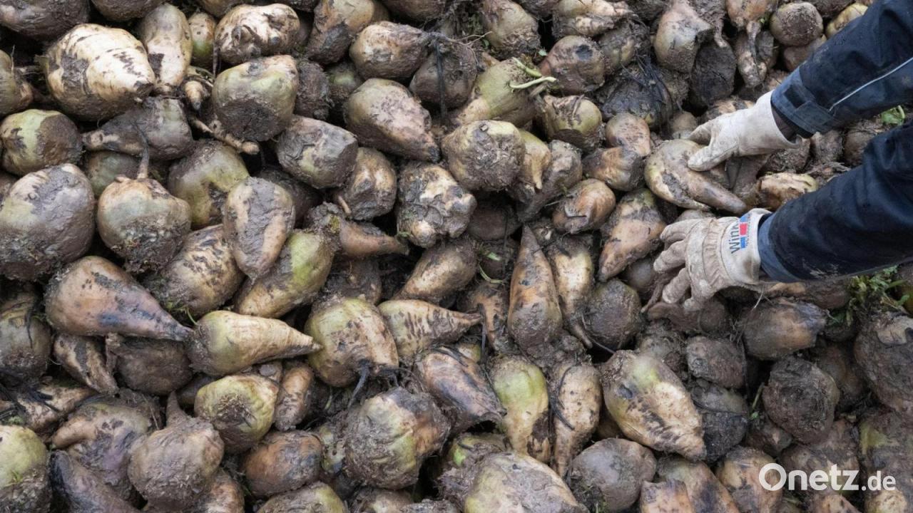 Zu viele Zuckerrüben auf dem Markt