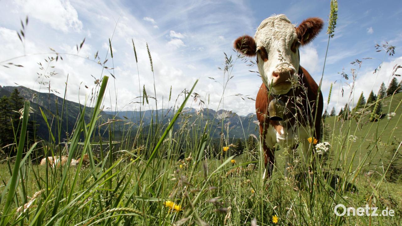 Vorsicht-auf-der-Bundesstra-e-85-bei-Neuenschwand-Ausgeb-xte-Rinder-unterwegs