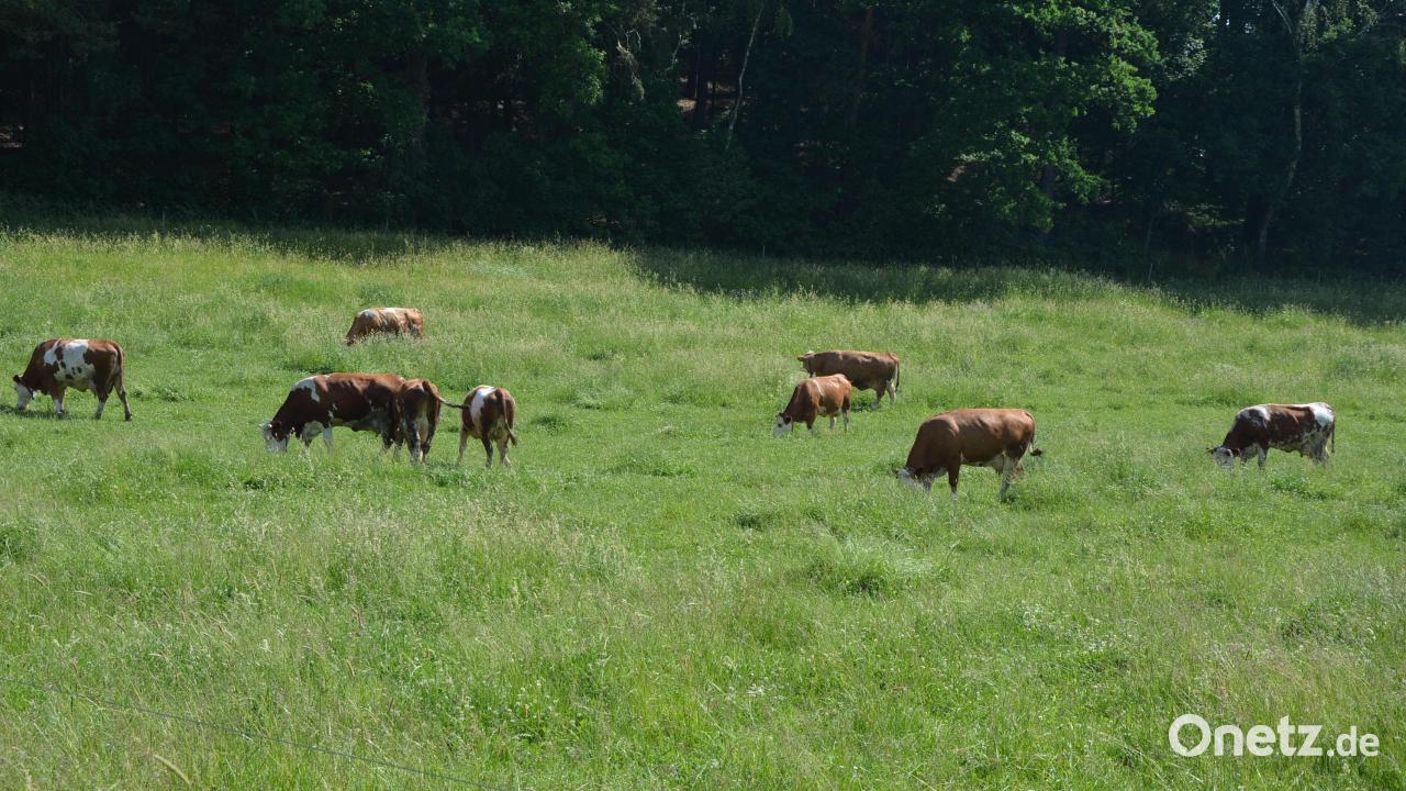 Bodenw-hr-Ein-ausgeb-xtes-Rind-ist-eingefangen
