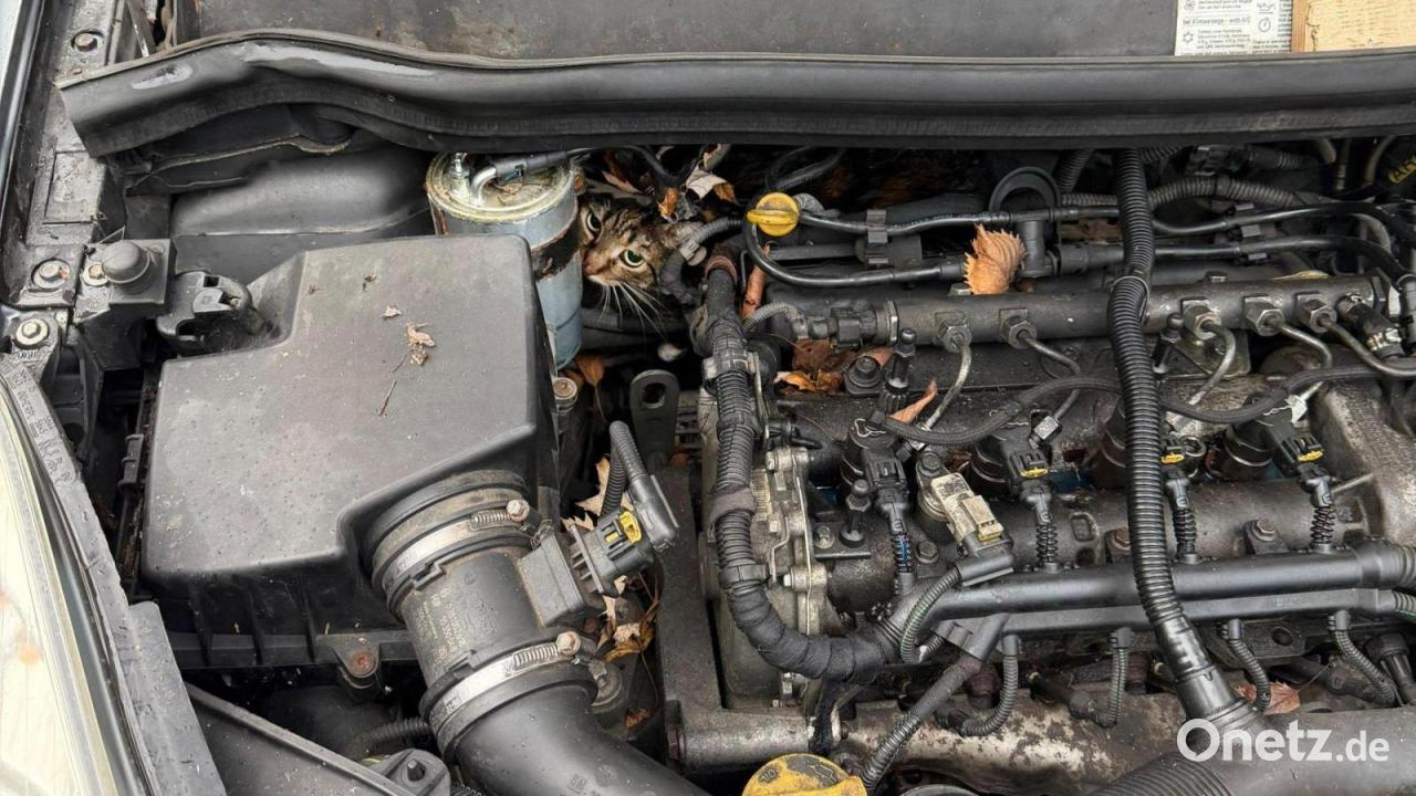 Feuerwehr-rettet-im-Motorraum-eingeklemmte-Katze