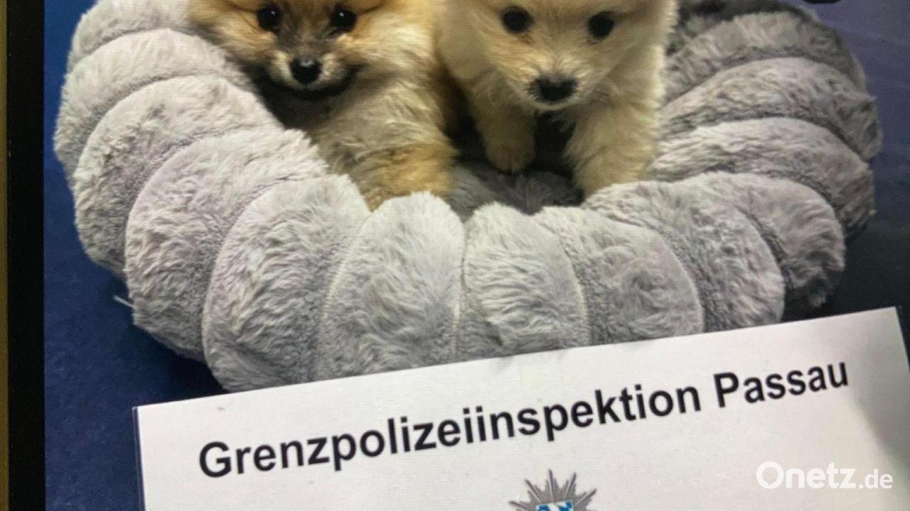 Polizei-rettet-unterk-hlte-Hundewelpen-bei-Grenzkontrolle
