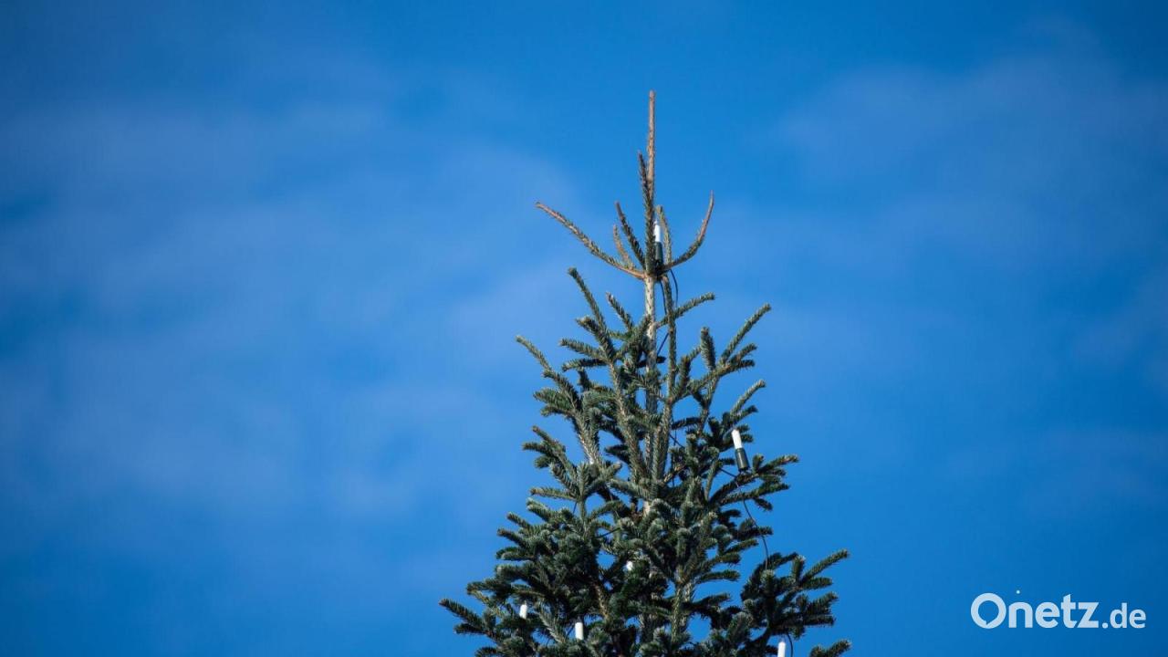 Sieben Meter hoher Weihnachtsbaum umgesägt