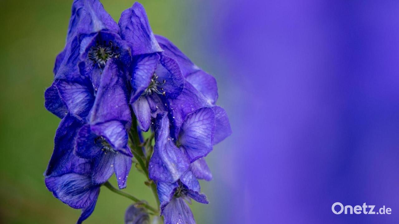 Bohnen mit Speck: Mordkomplott aufgedeckt