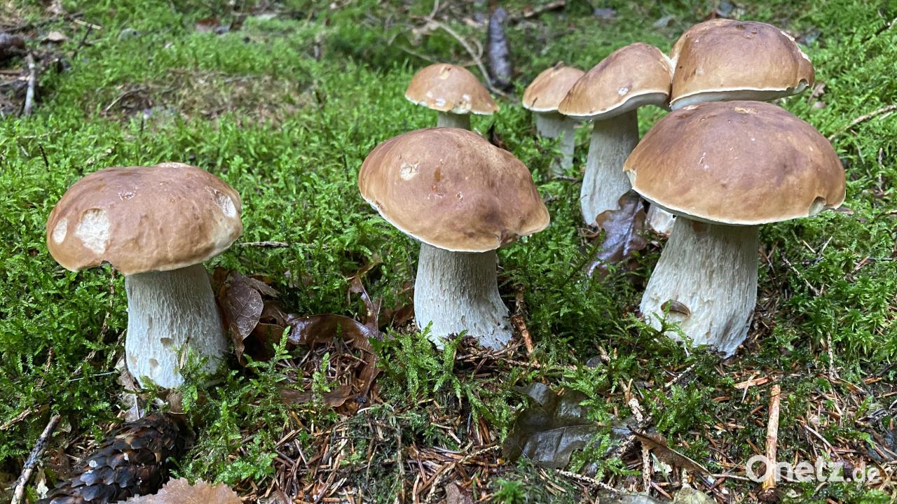 Keine-Gesundheitsgefahr-durch-Radioaktivit-t-in-Pilzen-aus-W-ldern-bei-Weiden