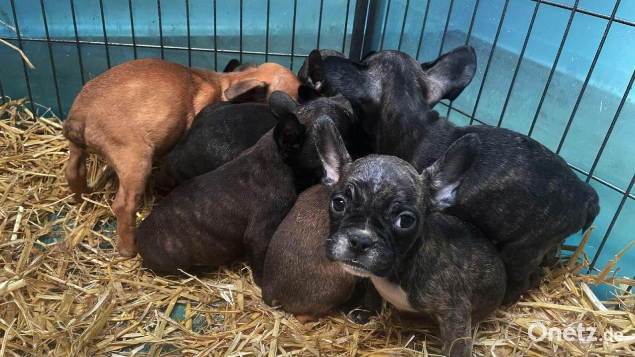 Tierschutzbund warnt: Illegaler Welpenhandel boomt im Advent