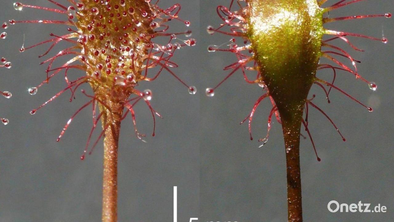 Neue fleischfressende Pflanze aus Bayern entdeckt